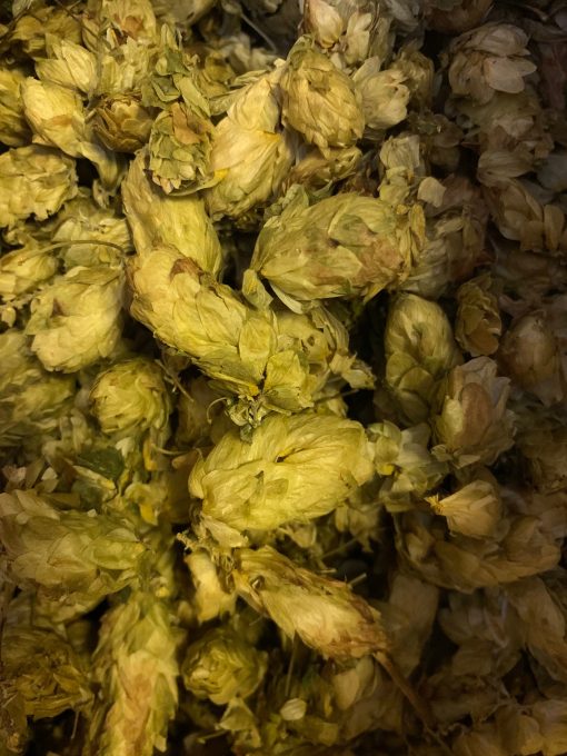 Hops dried